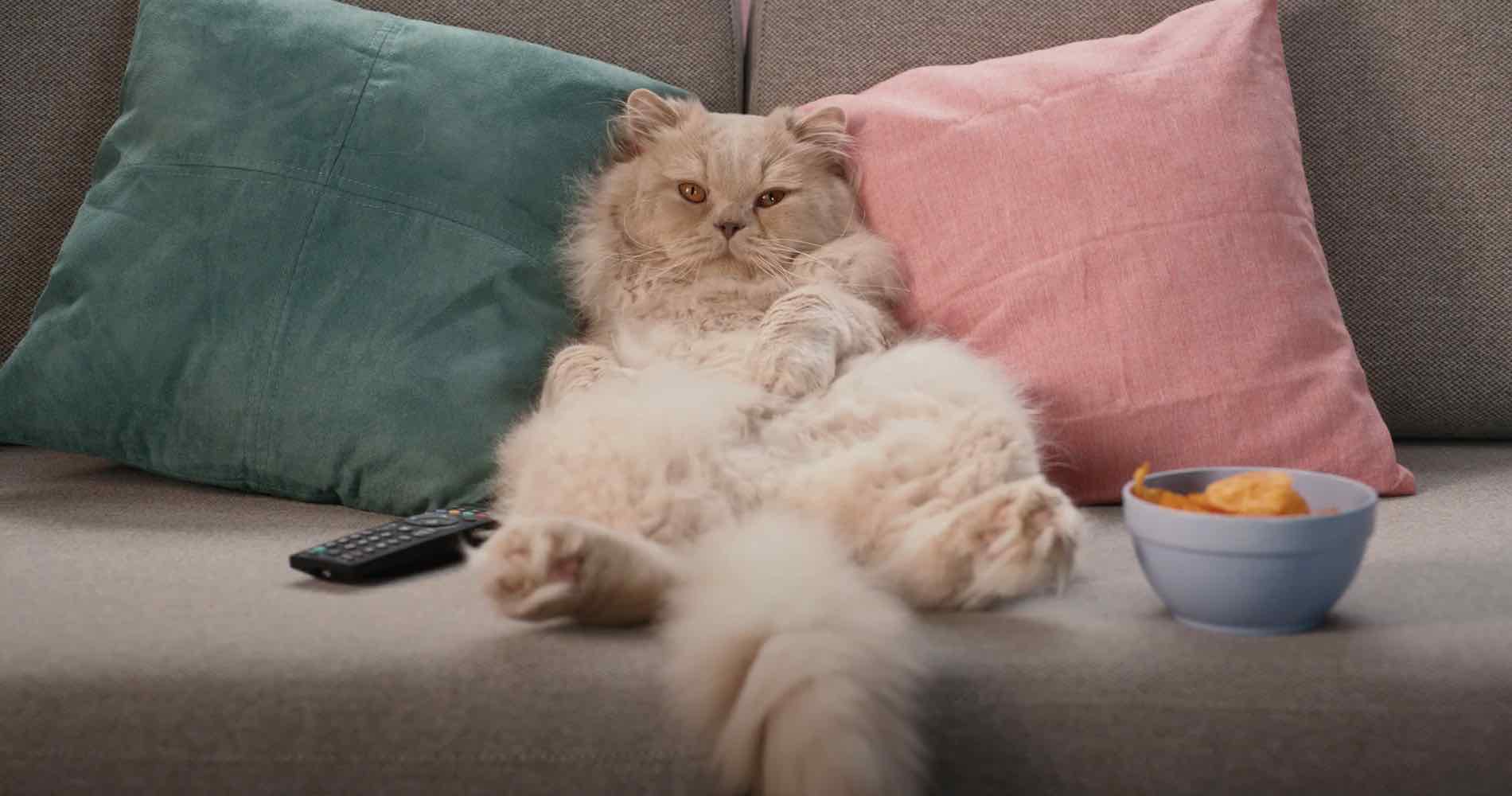 Delhaize kookt volgens humeur