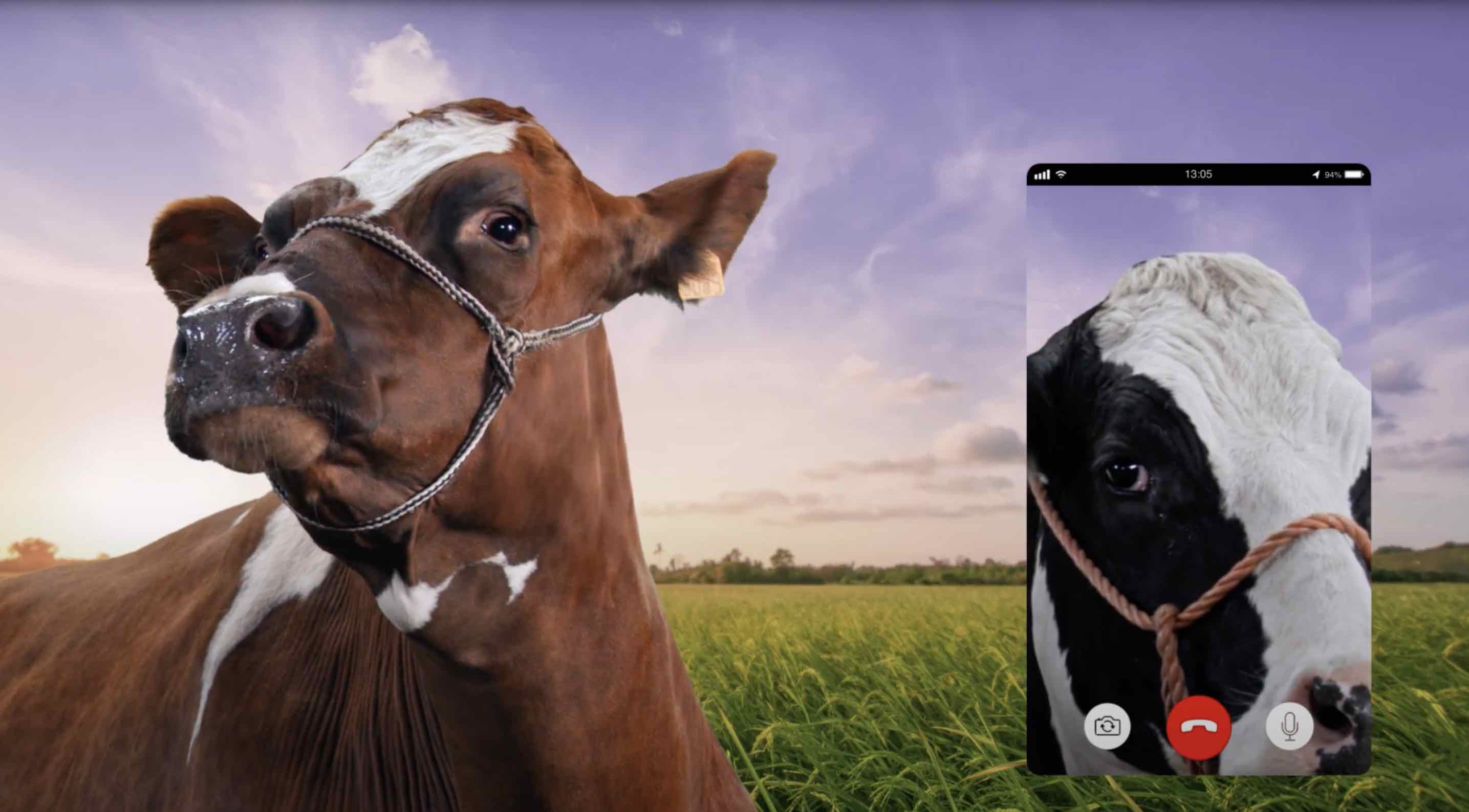 Onlyhumans en appelle aux vaches pour Youfone