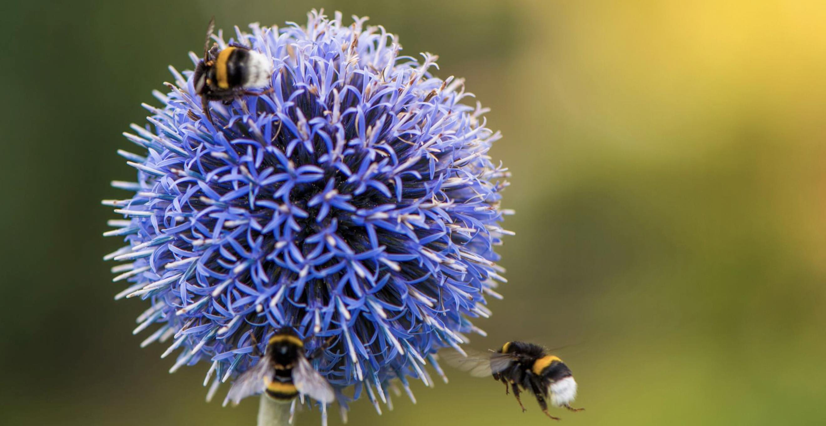 Bee-Life part en lune de miel avec La Superboîte