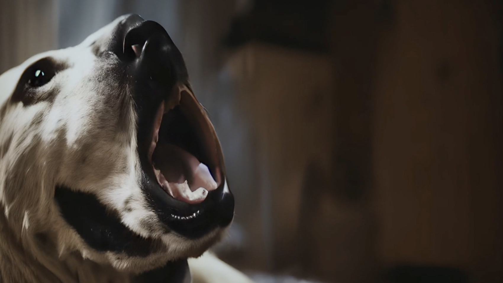 Media Marketing | Campaigns | Fledge/Animal Rights :