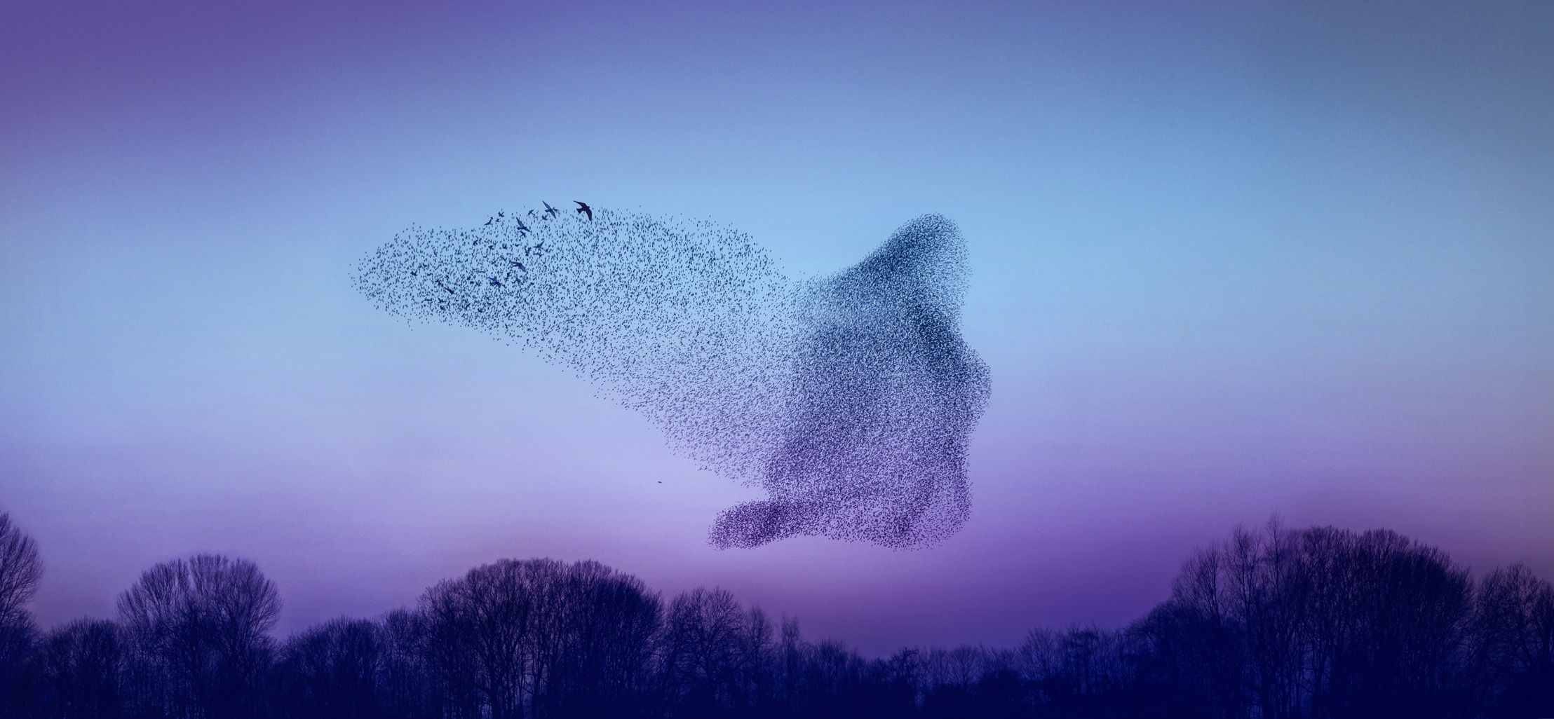 Silk in de wolken met Proximus NXT