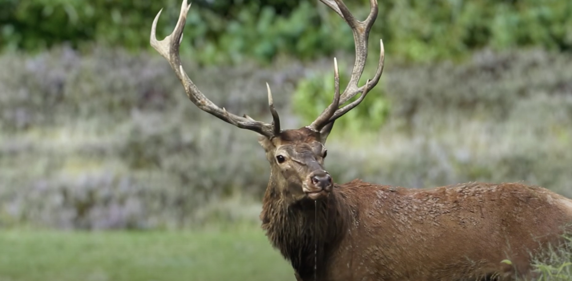Happiness bedenkt parel voor Bru