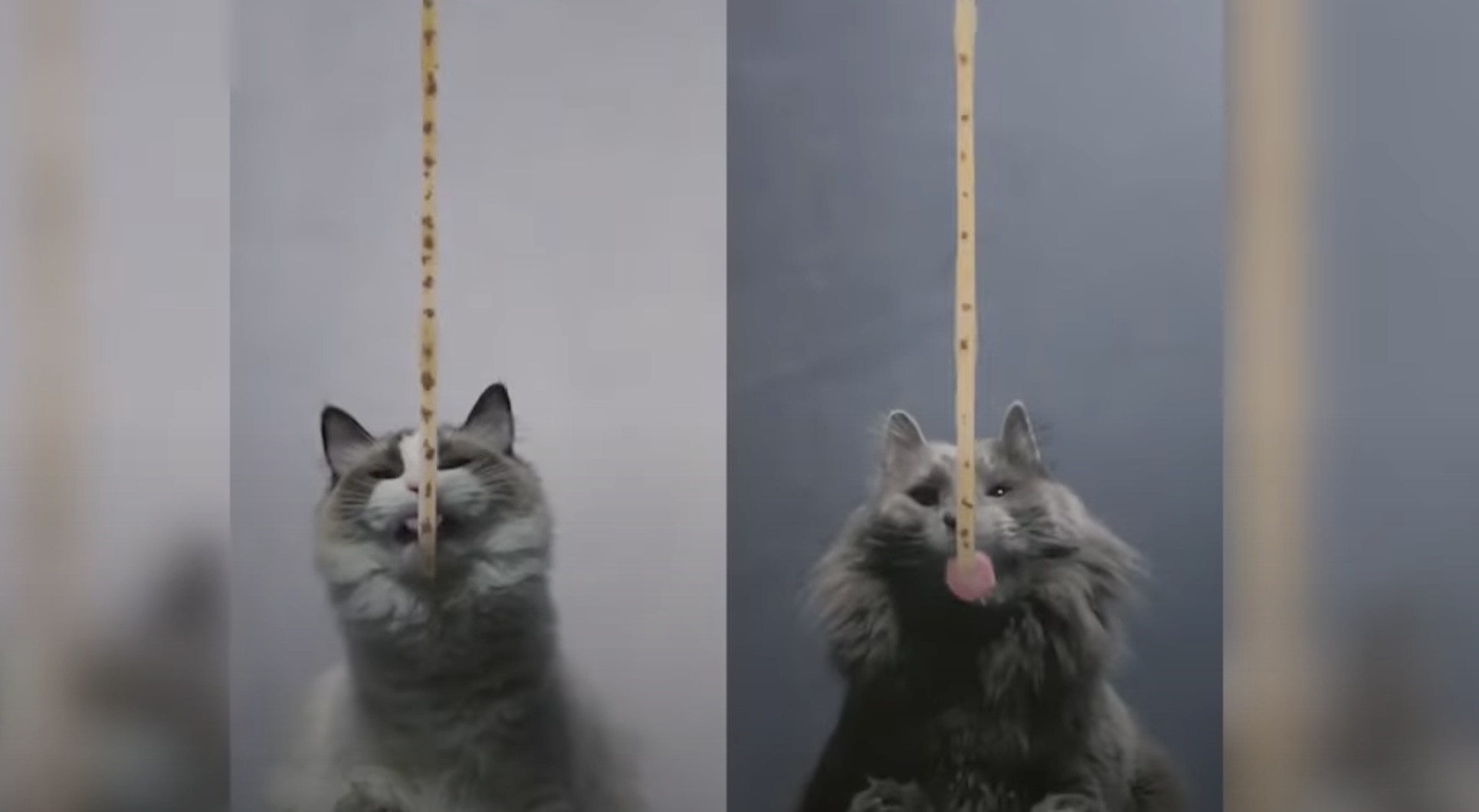 Sheba met en compétition des chats célèbres (by Focalys)