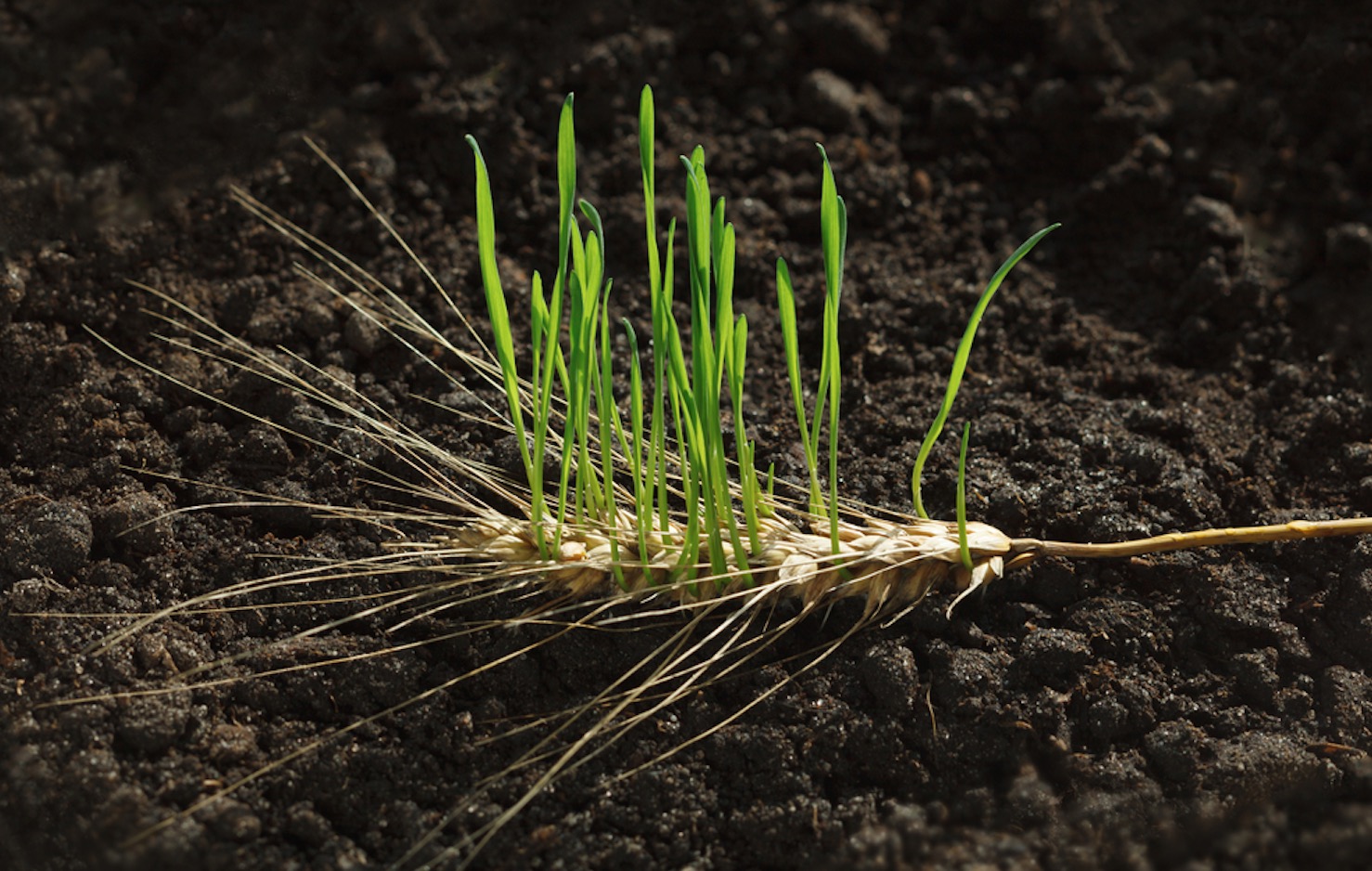 Naar een regeneratief businessmodel, door Sabrina Bulteau (Sench)