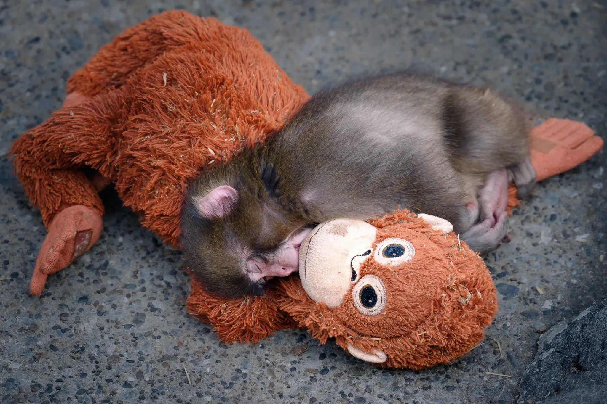 Ikea adopteert Punch