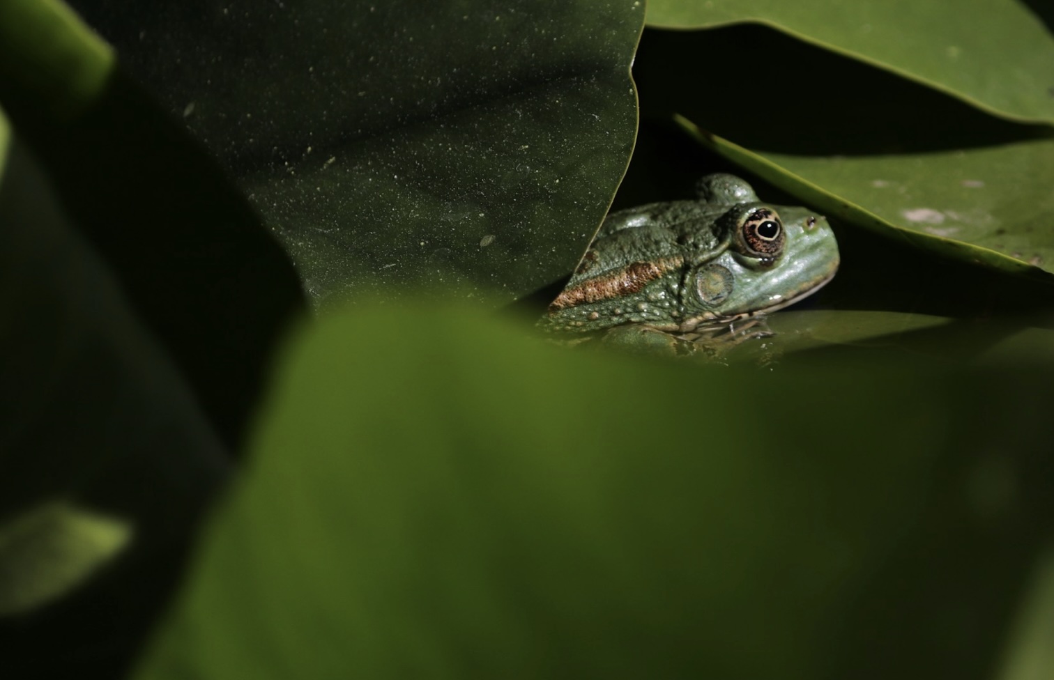 Natagora steeds populairder dankzij Egghunter