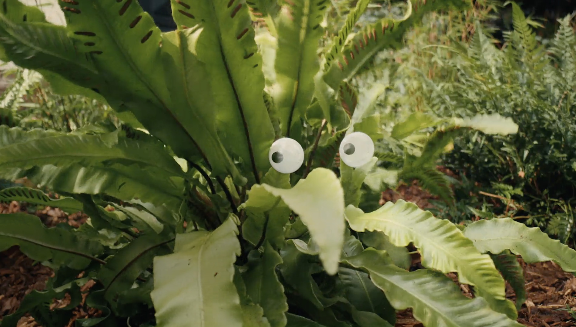 Groen van bij ons legt plantjes in de watten