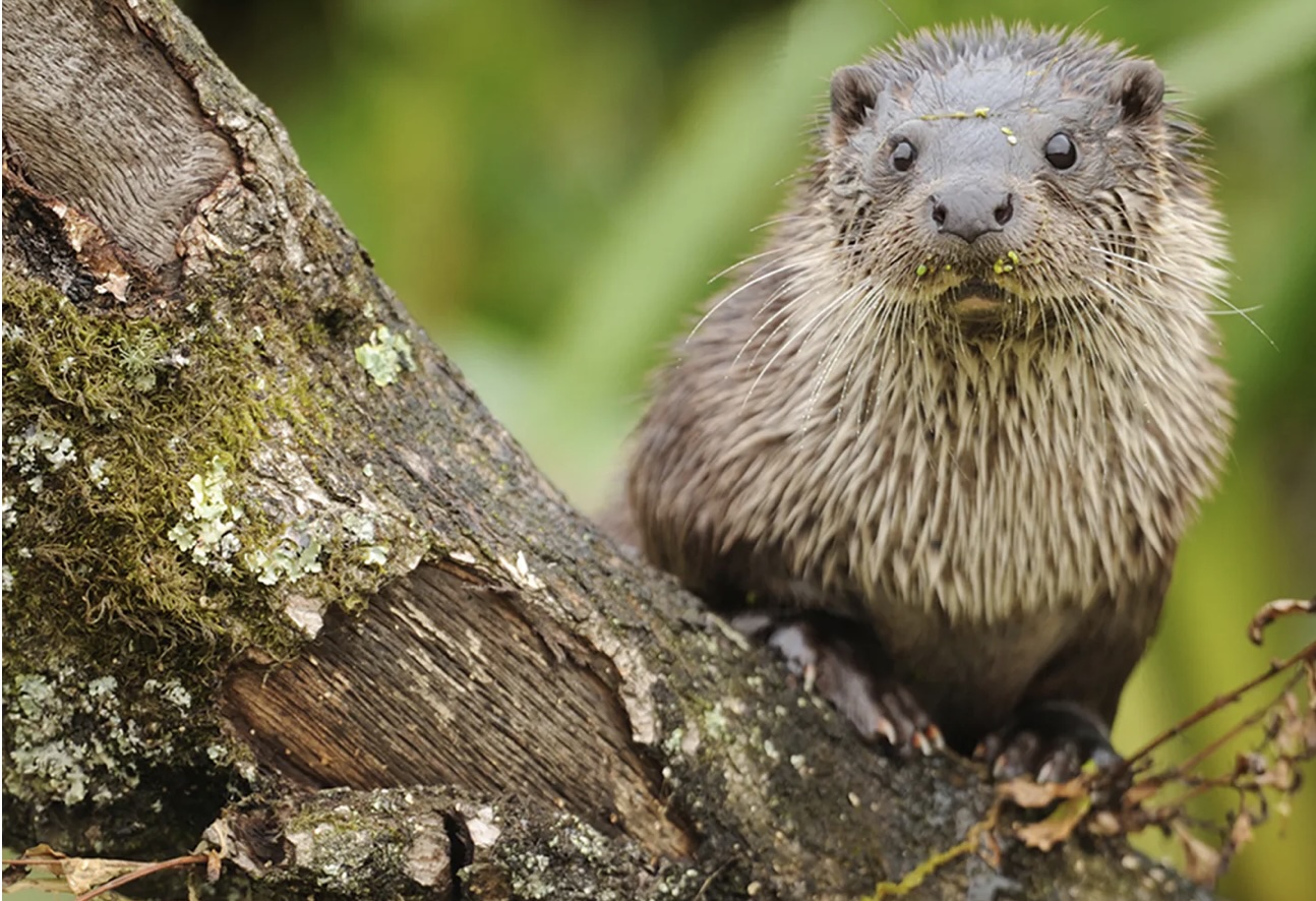 Hotel Bonka zet natuur aan het werk voor Agentschap Natuur & Bos